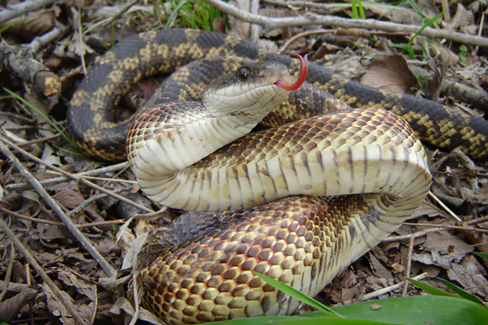 Rat snake