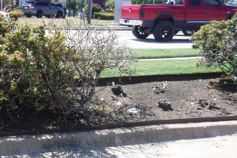 Image of missing and dead landscaping on a commercial property.