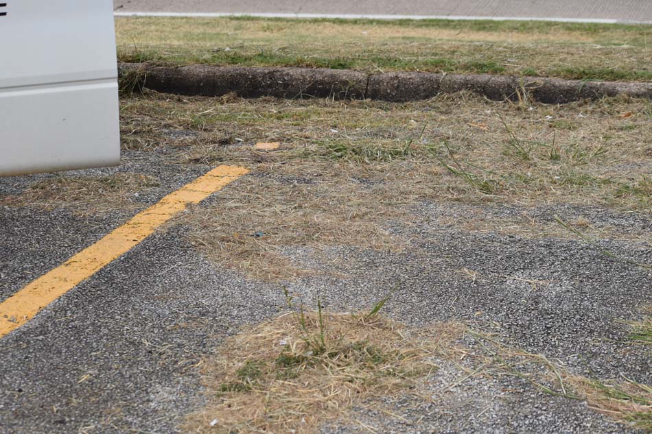 Close-up image of a parking space with vegetation/growth in the space.